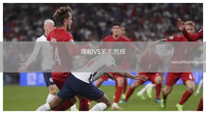 蓬帕VS羊毛男孩